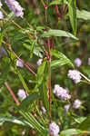 Pennsylvania smartweed